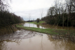 An area flooded with grass and trees