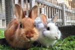 rabbitts